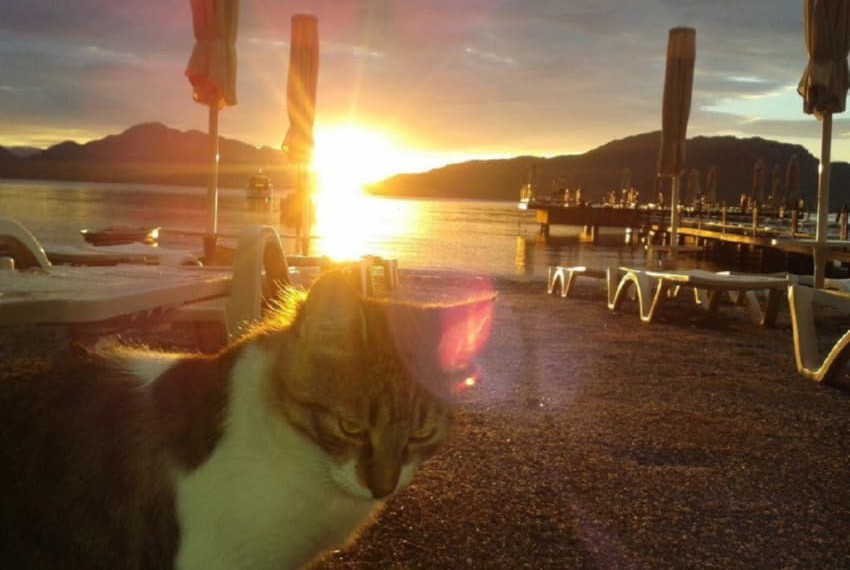 Cettia Beach Resort (ex. Art Marmaris), 4* Cettia Beach Resort (ex. Art Marmaris), 4*