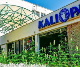 Kaliopa, 3*