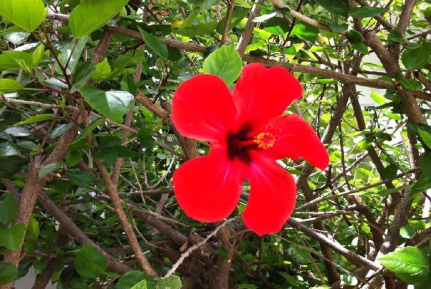 Flower Hotel, 3* Flower Hotel, 3*