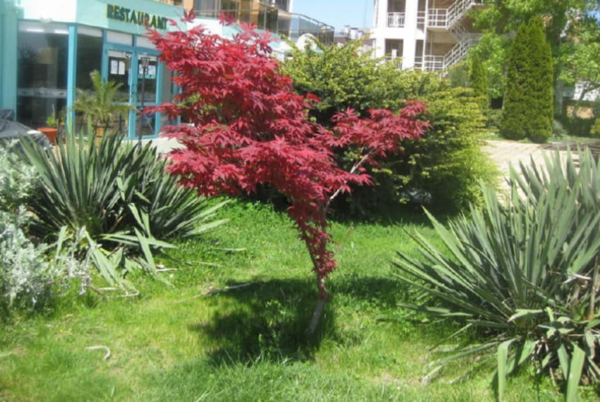 Sirena Sunny Beach, 3* Sirena Sunny Beach, 3*